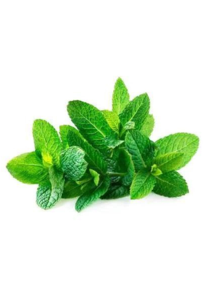 HERB FRESH MINT 1 LB