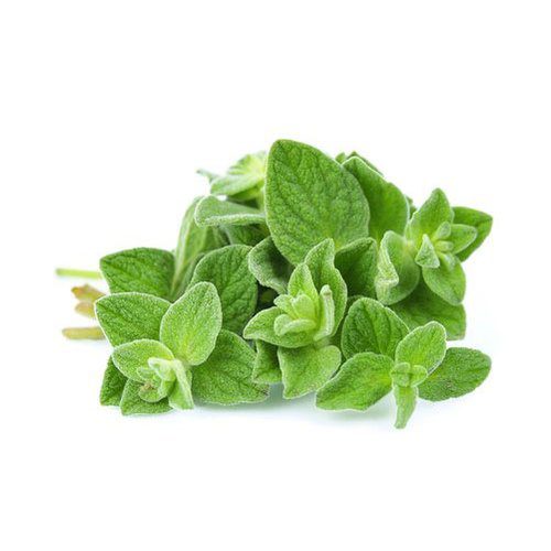 HERB FRESH OREGANO 1 LB