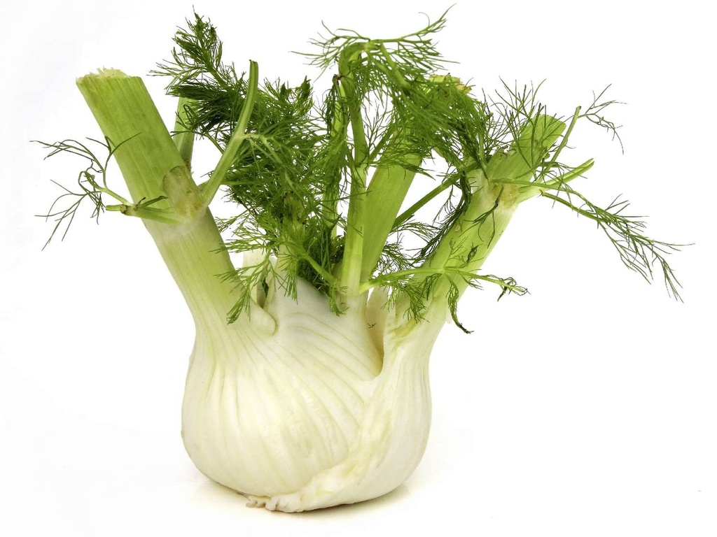 Fennel 24st