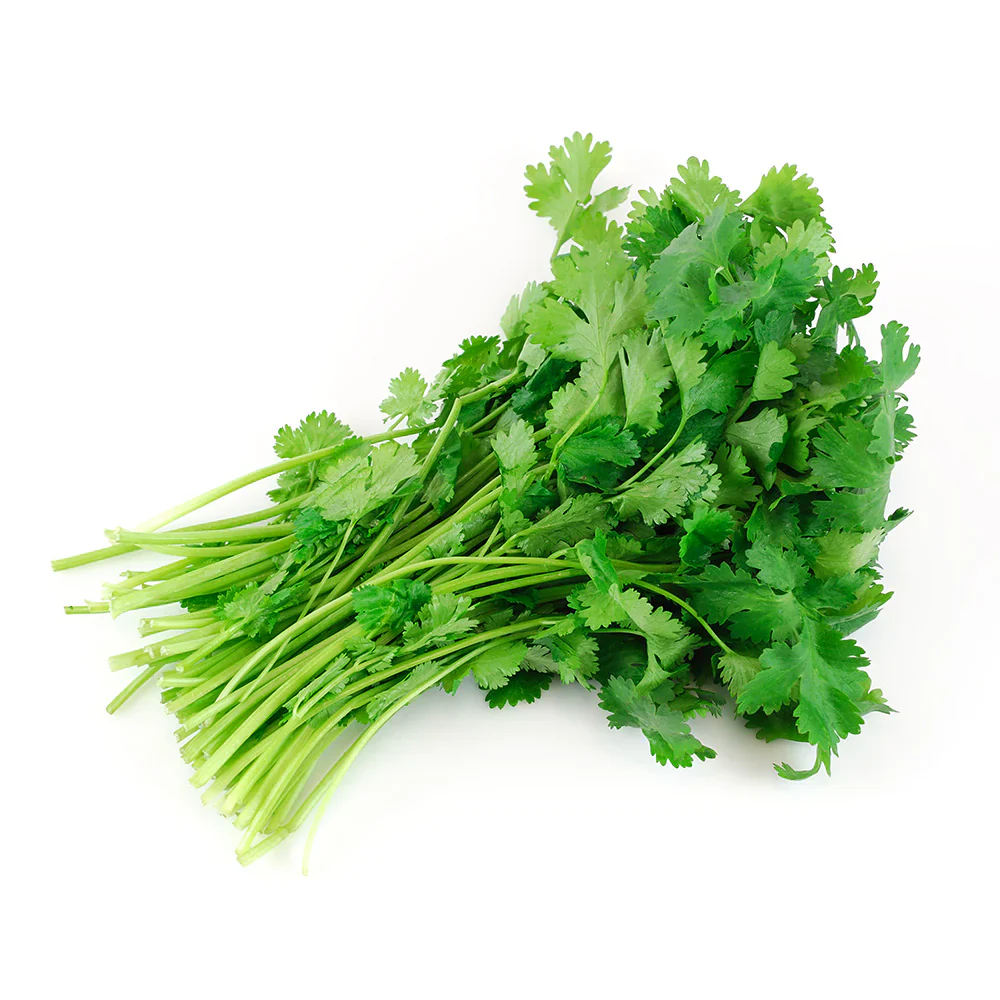 Cilantro bunched (1x30 st)