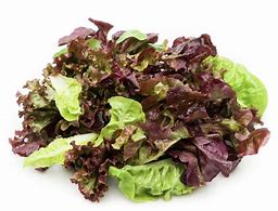 Lettuce mesculine/spring mix