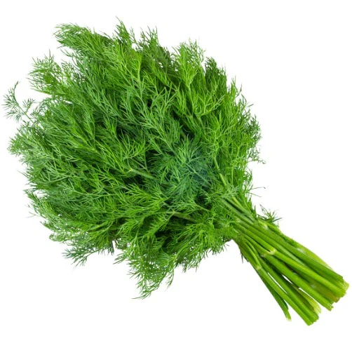 Herb fresh dill 1lb 