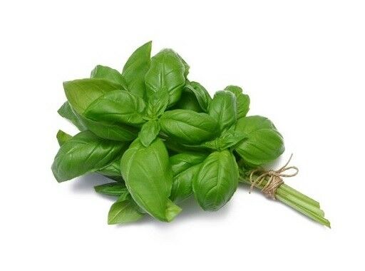 [104666] HERB FRESH BASIL 1 LB