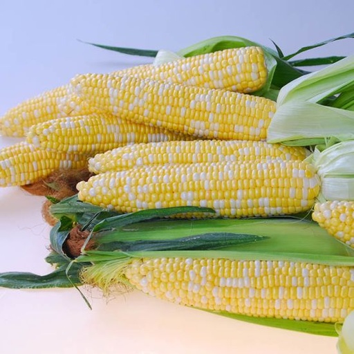 [104620] Corn bicolor fcy